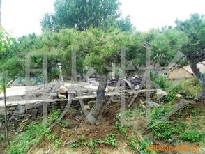 供應工程苗油松3-7m 價格、廠商與選購指南