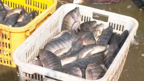 景洪內陸水產養殖 水上春耕按下加速鍵，產銷一體化激活新動能